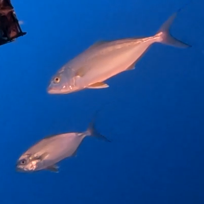 fish attracted to Baited Underwater Video Cameras